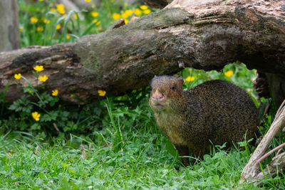 Close-up of a squirrel on tree trunk