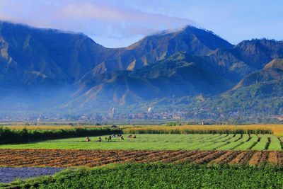 The colorful plants of farmers on the slopes of rinjani mountain