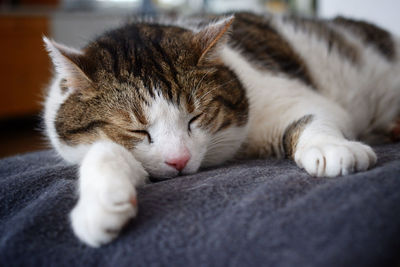 Close-up of cat sleeping