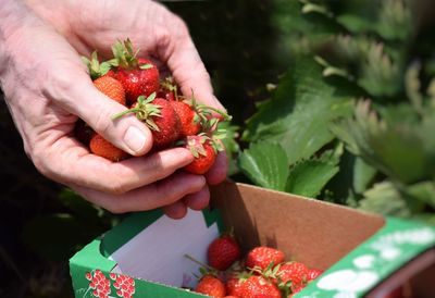 Midsection of person holding strawberry