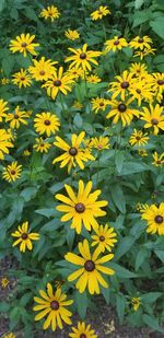 High angle view of yellow flowering plants