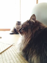 Close-up of cats resting on floor