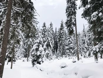 Snow covered trees against sky