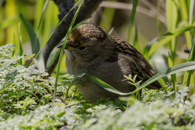 Close-up of bird perching on grass