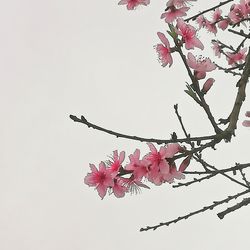 Low angle view of pink cherry blossoms against sky