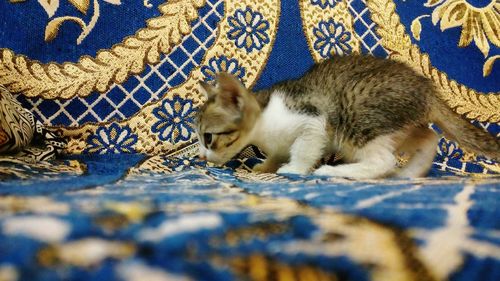 Close-up of cat sleeping