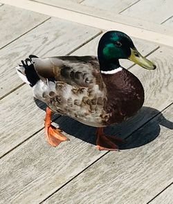 High angle view of mallard duck