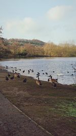 Birds in lake against sky