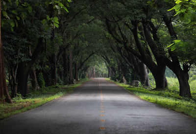 Surface level of road along trees in forest