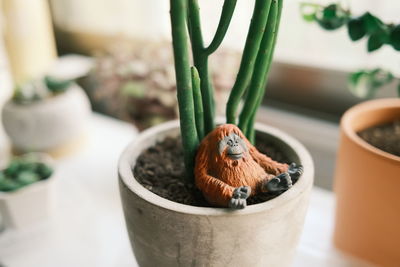Close-up of a bird in a pot