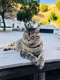 Cat sitting on a tree