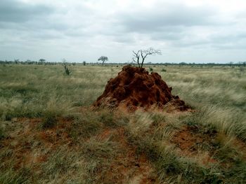 Dead tree on field against sky