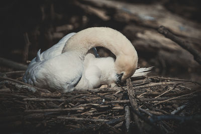 Close-up of swan in nest