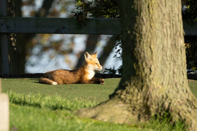  red fox kit is lying down on the grass in the on a sunny day