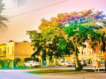 Road along trees in city