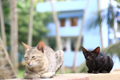 Portrait of cats sitting outdoors