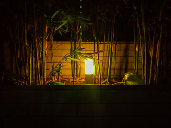 View of illuminated plants in the dark