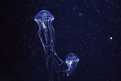 Close-up of jellyfishes in aquarium