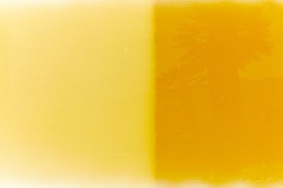 Close-up of yellow leaf