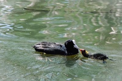 Duck swimming in a lake