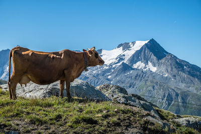 Cow standing on landscape against mountain range