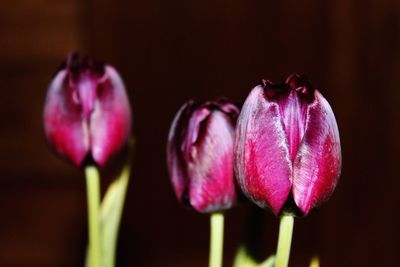 Close-up of pink tulips