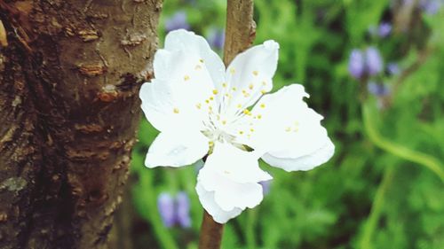 Close-up of white flowers