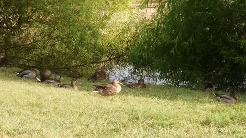 Ducks in a lake