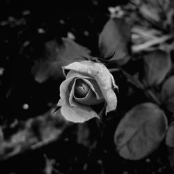 Close-up of rose against blurred background