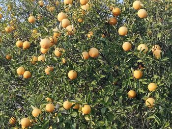 Full frame shot of plants growing on field