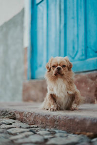 Portrait of dog sitting on footpath