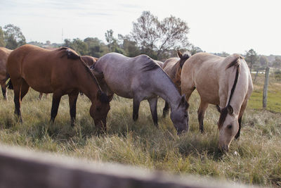 Horses grazing in a field