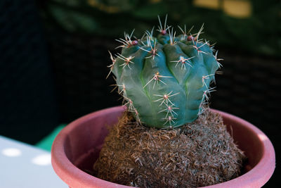 Close-up of small cactus plant