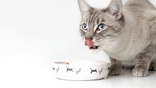 Portrait of cat eating food