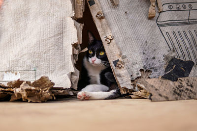 Portrait of cat relaxing outdoors