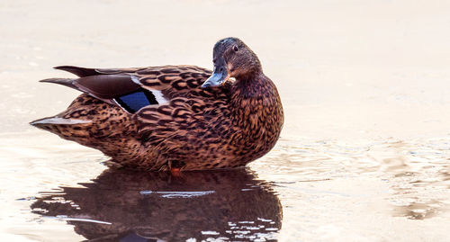 Close-up of a mallard duck