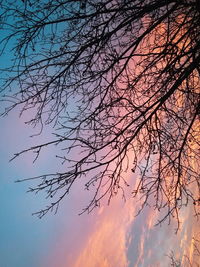 Low angle view of bare trees against sky