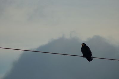 Low angle view of bird perching on cable against sky