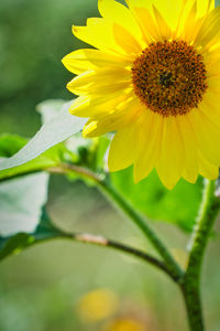 Close-up of yellow flowering plant