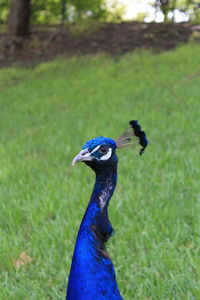 Close-up of peacock on field