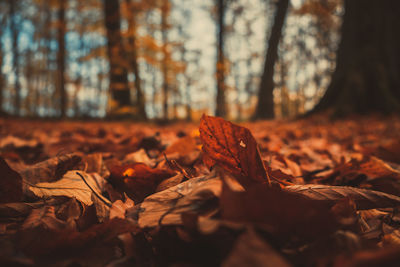 Autumn leaves on tree trunk