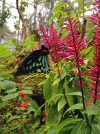 Close-up of butterfly on flower