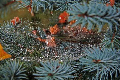 Close-up of frozen tree during winter