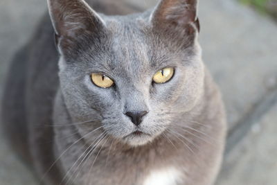 Close-up portrait of a cat