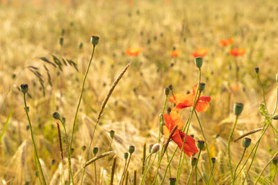 Close-up of poppy on field