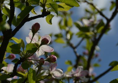 Low angle view of flowers on tree