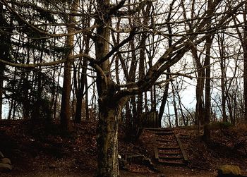 Low angle view of bare tree