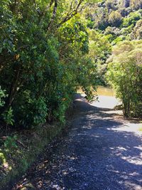 Scenic view of trees and plants