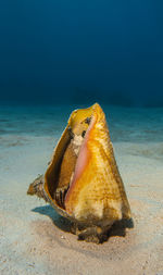 View of crab on beach