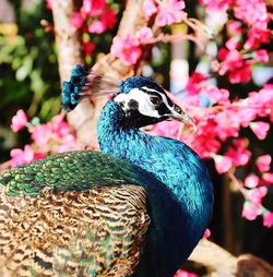 Close-up of peacock perching on flower